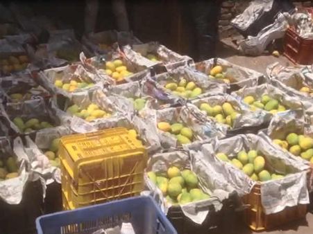 રાજકોટમાં આરોગ્ય વિભાગના દરોડા, 2200 કિલો અખાદ્ય કેરી