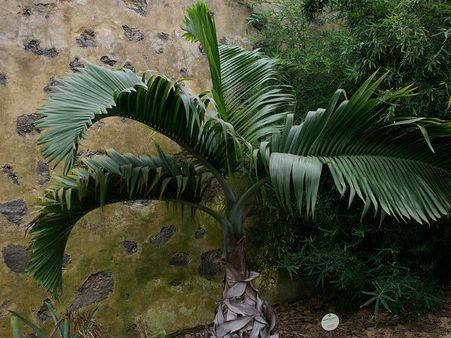 શું તમે જાણો છો ઘરમાં લગાવેલ છોડ બદલી શકે છે તમારુ ભાગ્ય?