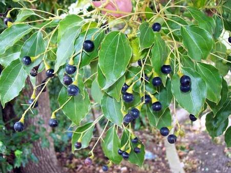 સિનામોમમ કેમ્ફોરા