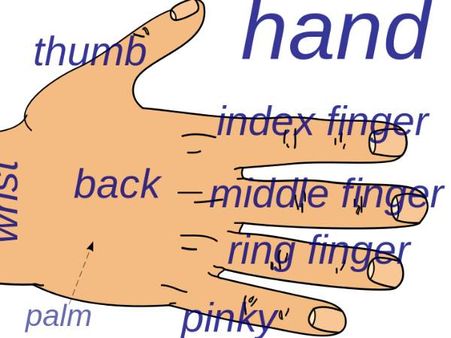 આરોગ્ય, પૈસા અને જીવન બધુ જ જણાવે છે તમારી હસ્ત રેખાઓ...