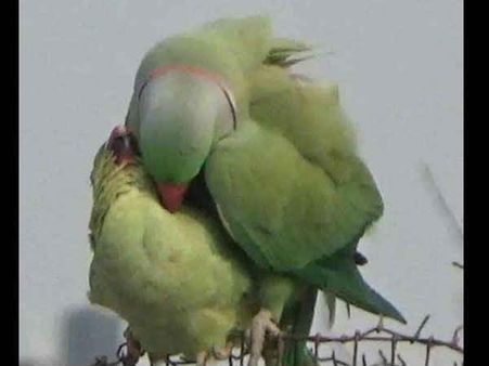 નવગ્રહોની પીડામાંથી મુક્તિ અપાવશે પશુ-પંખીઓ!