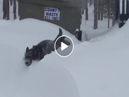 ViralVideo: જર્મન શેફર્ડ કૂતરાએ કરી બતાવ્યું આ સાહસિક કામ