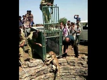 ગીરમાં સિંહબાળને બચાવવા વનવિભાગે ઉપાડ્યું આ પગલું...