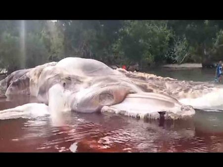 VIDEO: ઇન્ડોનેશિયામાં જોવા મળ્યું અનોખું ભીમકાય પ્રાણી