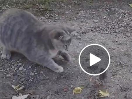 વીડિયો: બિલાડી ઉંદરનો શિકાર કરવા ગઇ પરંતુ...