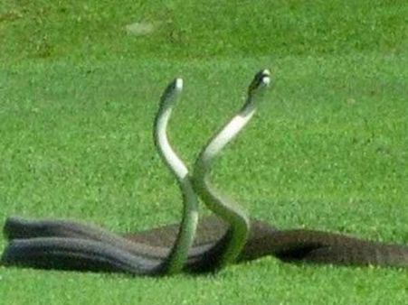 Viral Video: જ્યારે ગોલ્ફના મેદાનમાં જામી 2 સાપોની લડાઇ...