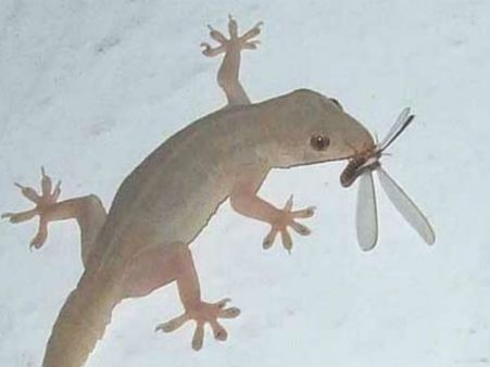 કમર પર ગરોળી પડવાથી ઘરમાં નવું વાહન આવે છે. 