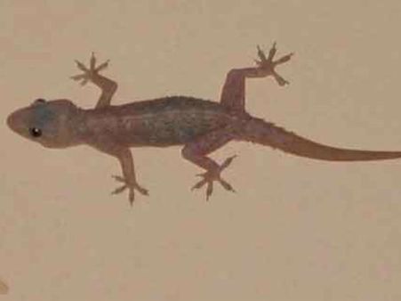 ગરોળી પડવાથી થતા અપશુકન