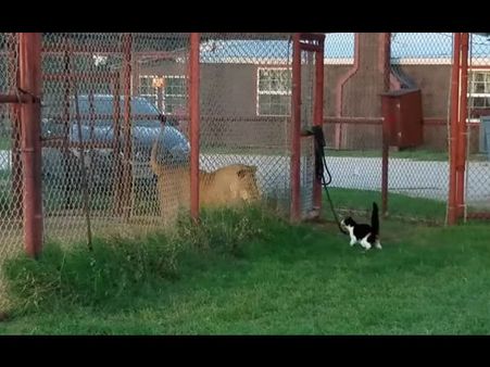 Video : બિલાડીએ આપી સિંહણને ખુલ્લી ચેલેન્જ, જુઓ અહીં કોણ જીત્યું