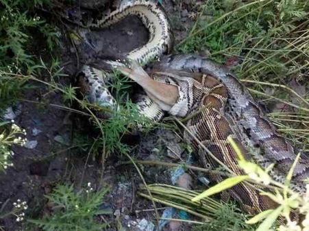 Video: 1 કલાક સુધી શિળાય કર્યો બચવાનો પ્રયાસ, પણ...