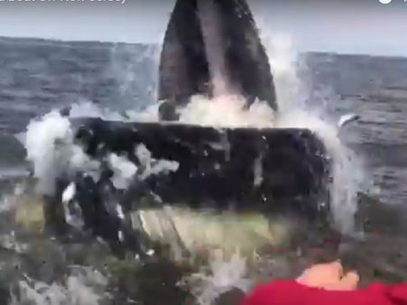 Video: જ્યારે 12 માળથી મોટા કદનો સમુદ્રી જીવ આવ્યો સામે..