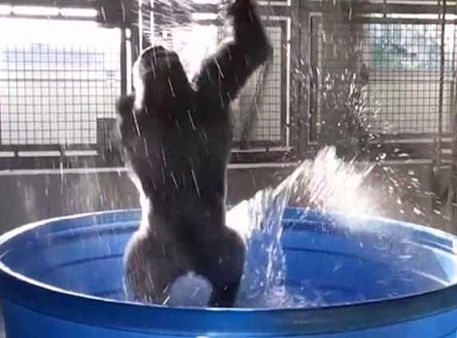 Video: શું તમે કોઇ ગોરિલાને ડાન્સ કરતો જોયો છે? ના તો જુઓ