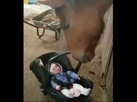 Viral Video: રડતી બાળકીને ઘોડાએ કંઇ આ રીતે કરાવી ચૂપ