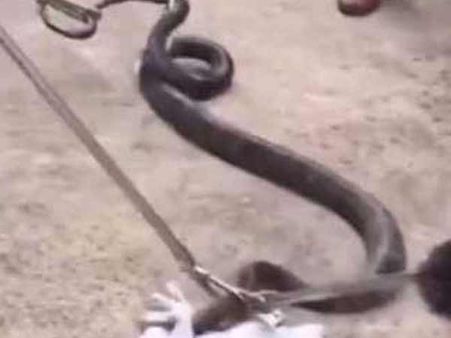 Video: ગાડીમાં છુપાઇને બેઠો હતો આ 3 મીટર લાંબો કિંગ કોબરા