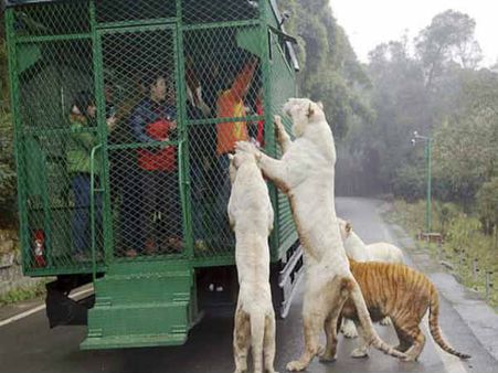 અહીં છૂટા ફરે છે જાનવરો