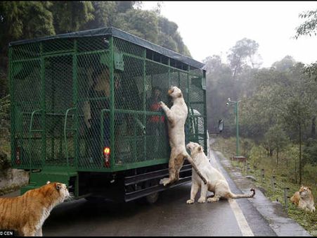 ગાડી પર ચડી જાય છે જાનવરો
