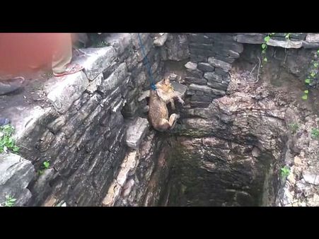 Video: સિંહ બાળને બચાવવા 80 ફૂટ ઊંડા કૂવામાં ઉતર્યો એક માણસ