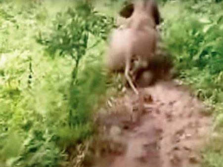 Video: શું તમે ક્યારેય મદનિયાને લસરપટ્ટી ખાતું જોયું છે?