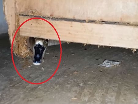 Viral Video: ઘરમાં જ છુપાઇને બેઠો હતો વિશ્વનો સૌથી ભયાનક સાપ