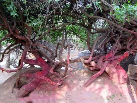 રહસ્યમય નિધિવન મંદિર:કૃષ્ણ રમે છે રાસલીલા, જોનાર થાય છે પાગલ