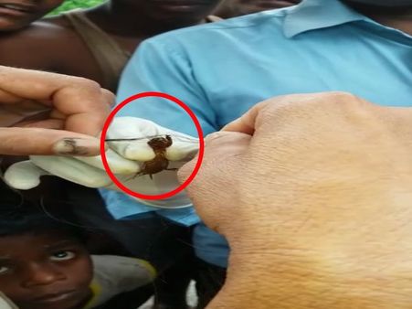 Video: ચોટલીકાંડ પછી આ જીવડું થઇ રહ્યું છે ફેમસ, જાણો કેમ?