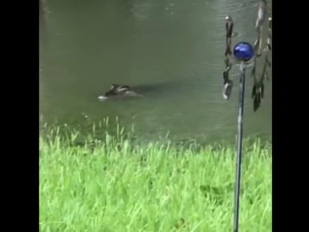 Video: જ્યારે પૂરના કારણે આંગણે, અતિથિ બન્યો મગર!