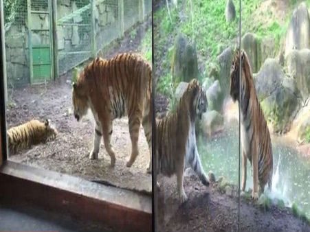 Video: સૂતેલી પત્નીને ઊંઘમાંથી જગાડનાર તમામ પતિઓ ખાસ દેખો!