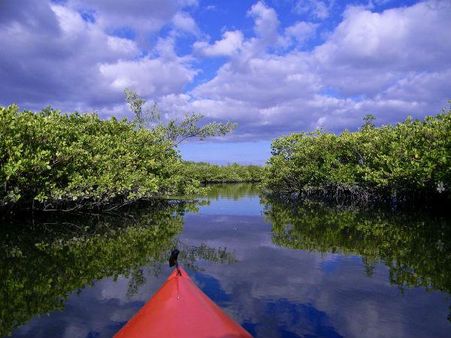 મેંગ્રૂવ કાયકિંગ 