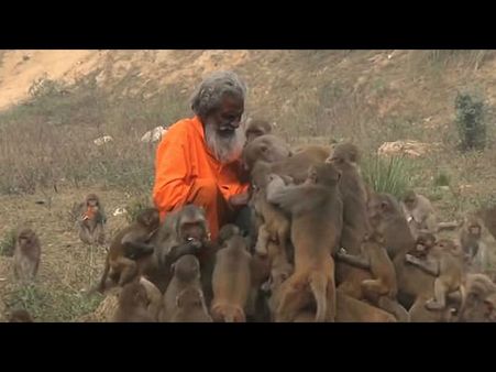 વાંદરાઓના મસીહા 