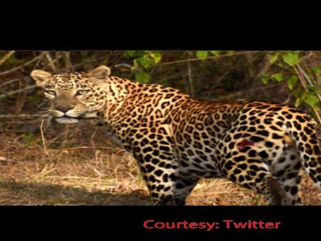 છોટા ઉદેપુરમાં કૂવામાં ખાબકેલો દીપડો પાંજરે પૂરાયો