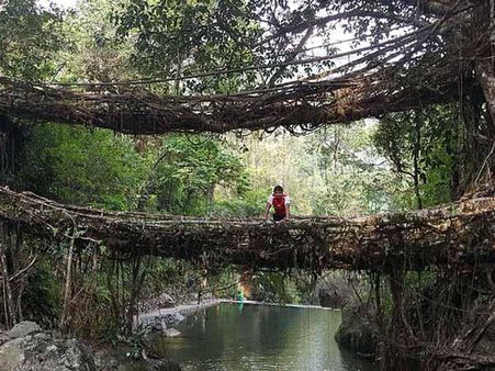 લિવિંગ ટ્રી રૂટ બ્રિઝ 