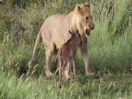 Video: જંગલના રાજા સિંહ પર જ્યારે ભડક્યું કૂતરું