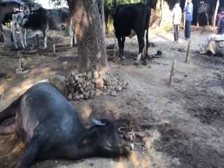 અરવલ્લી: અગમ્ય કારણોસર એકસાથે 5 પશુના મોત