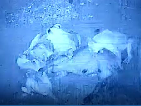 ગેરકાયદે લાયન શો પર લાગશે રોક ગેરકાયદે લાયન શો પર લાગશે રોક