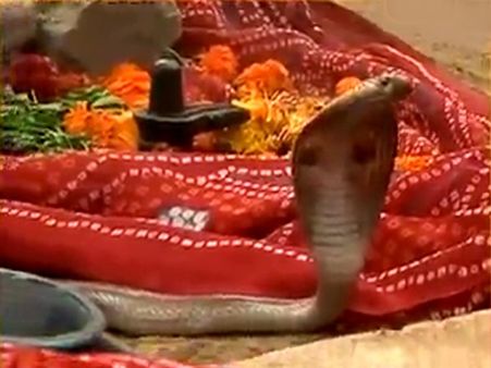 રોડ કિનારે 45 દિવસથી ડેરો જમાવી બેઠો છે 