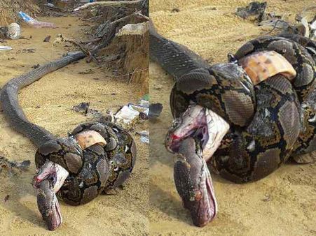 અજગરની પકડ