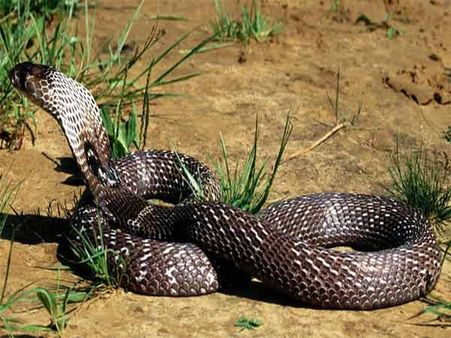 શુભ-અશુભ