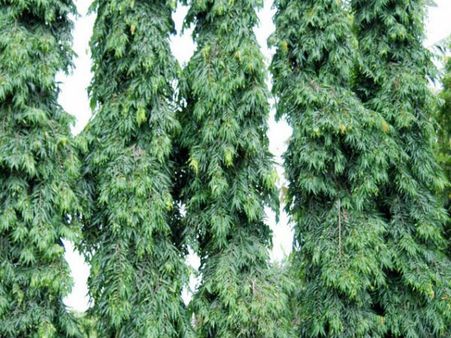 સમૃદ્ધિ