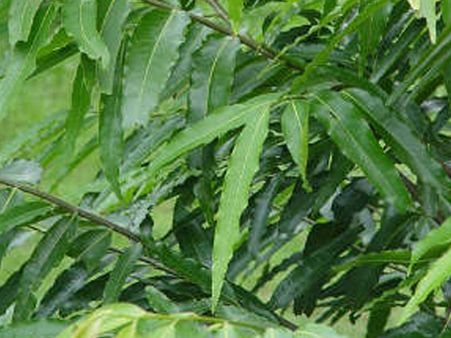 શોક નાશક