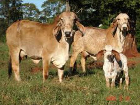 Swapna Shastra : સપનામાં ગાય દેખાવાનો શું મતલબ છે? સ્વપ્ન શાસ્ત્રમાં છે ઉલ્લેખ