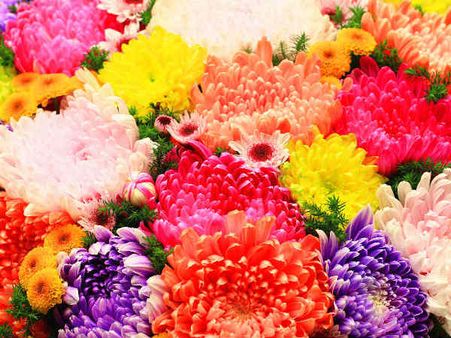 જૂની આદતોથી પીછો છોડાવા તામસી ફૂલ