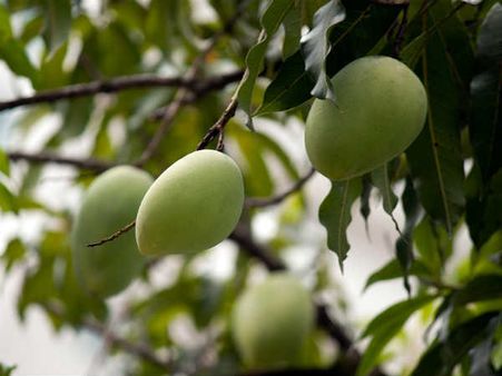 કચ્છના બજારોમાં આવશે કેસર, ભાવ વધારા માટે તૈયાર થઇ જાવ