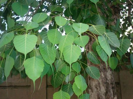 પીપળાના 21 પાનનો ઉપાય