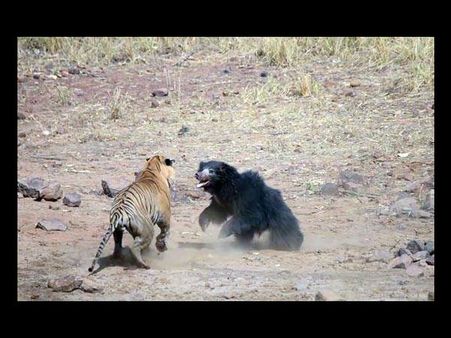 Video: વાઘ અને રીછ ની આવી લડાઈ તમે ક્યારેય પણ નહીં જોઈ હોય