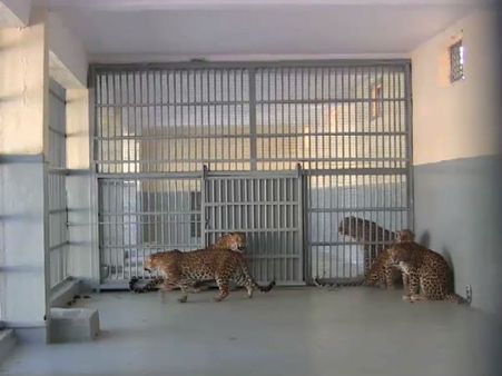 માનવ પર હુમલો કરનાર દીપડા માટે ગીરમાં બનાવવામાં આવી જેલ