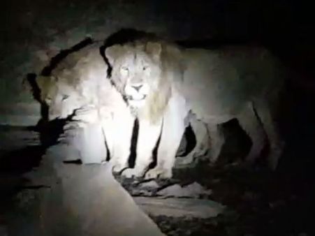 ગીરમાં સિંહો સુરક્ષિત છે, ક્યાંય સ્થળાંતર કરવાની જરૂર નથીઃ વિજય રૂપાણી