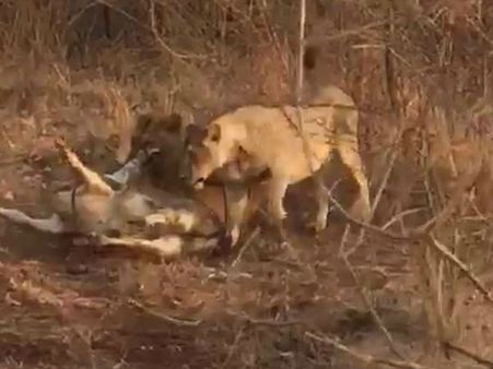 સિંહણો સામે જીવતી ગાય પરોસી