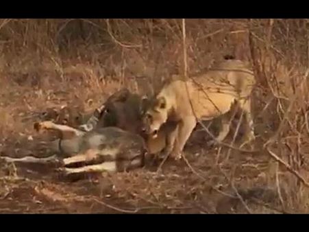 વનવિભાગ ઘ્વારા તપાસ શરૂ