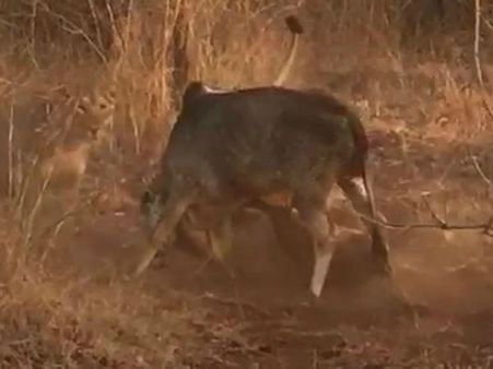 મનોરંજન માટે આવું કરે છે લોકો