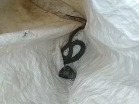 દેવીન્દ્રીનું દર્દનાક મોત